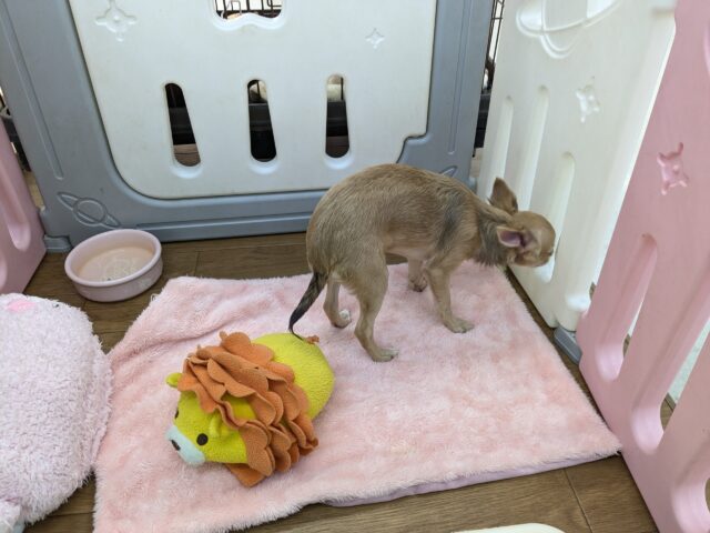 元気いっぱい🎵小鹿ちゃん💗 ロングコートチワワの女のコ 2025/10/25撮影 チワワ