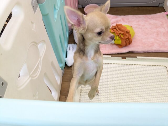 元気いっぱい🎵小鹿ちゃん💗 ロングコートチワワの女のコ 2025/10/25撮影 チワワ