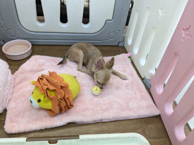 元気いっぱい🎵小鹿ちゃん💗 ロングコートチワワの女のコ 2025/10/25撮影 チワワ