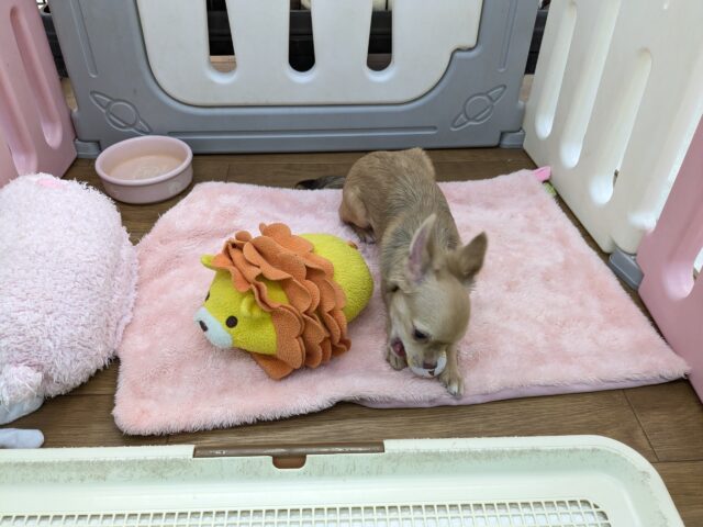 元気いっぱい🎵小鹿ちゃん💗 ロングコートチワワの女のコ 2025/10/25撮影 チワワ