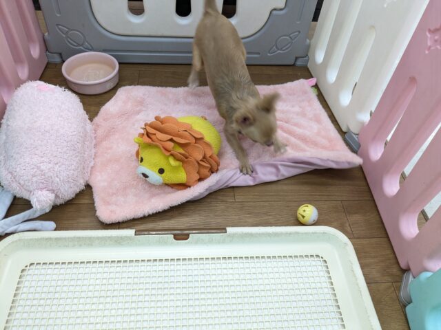 元気いっぱい🎵小鹿ちゃん💗 ロングコートチワワの女のコ 2025/10/25撮影 チワワ