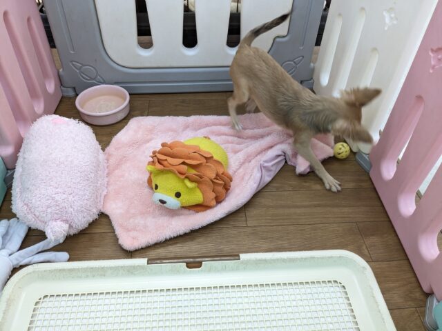 元気いっぱい🎵小鹿ちゃん💗 ロングコートチワワの女のコ 2025/10/25撮影 チワワ