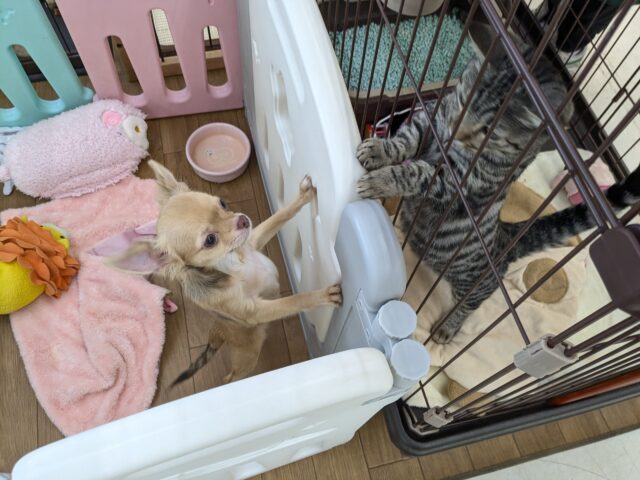 元気いっぱい🎵小鹿ちゃん💗 ロングコートチワワの女のコ 2025/10/25撮影 チワワ