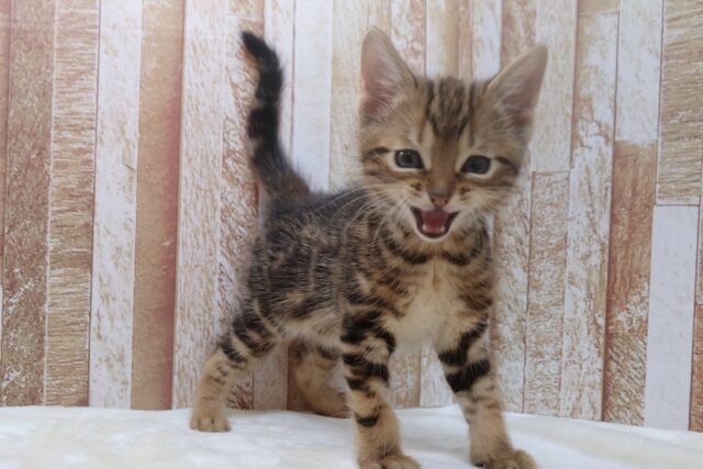 ブラウンの綺麗な毛色のあまえんぼアメショちゃん🤎2025年8月31日生まれ 男の子 アメリカンショートヘア