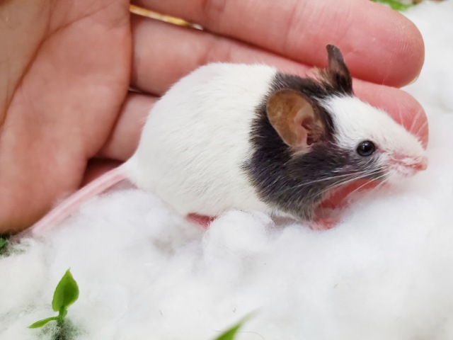 リクエストありがとうございます!パンダマウス男の子のご紹介ですっ! パンダマウス