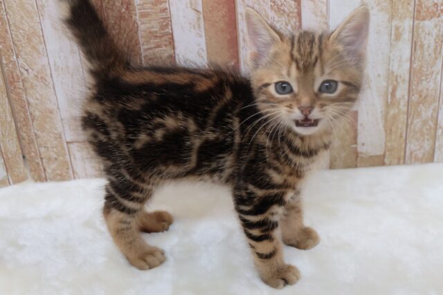 ブラウンの綺麗な毛色のあまえんぼアメショちゃん🤎2025年8月31日生まれ 男の子 アメリカンショートヘア