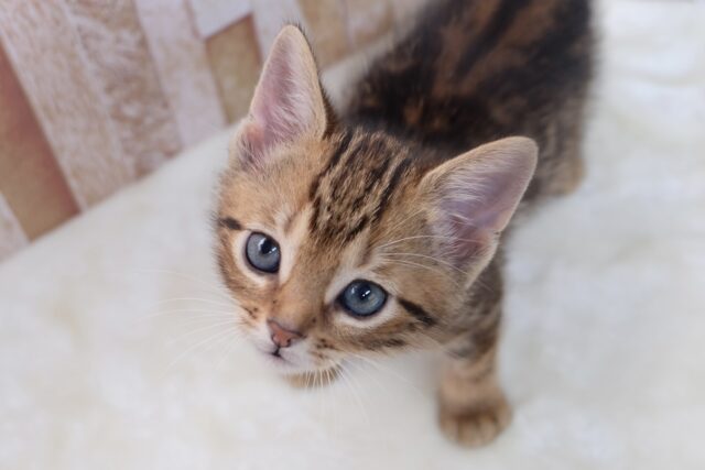 ブラウンの綺麗な毛色のあまえんぼアメショちゃん🤎2025年8月31日生まれ 男の子 アメリカンショートヘア