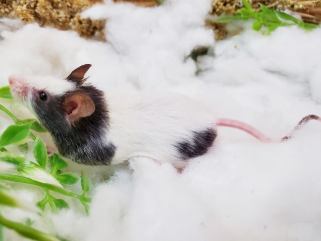 リクエストありがとうございます!パンダマウス男の子のご紹介ですっ! パンダマウス