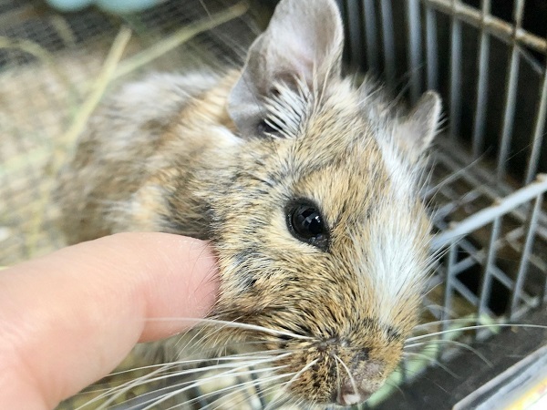 最新画像!デグー(パイド) ずっしりボディの男の子! デグー