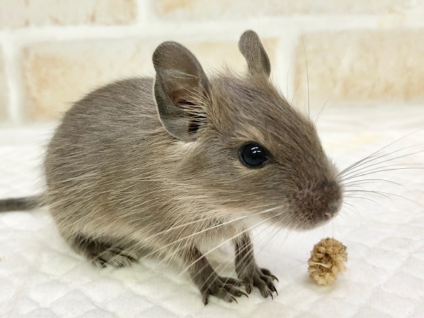デグー(ブルー) 男の子 びびりさんだけど馴れそうな予感! デグー