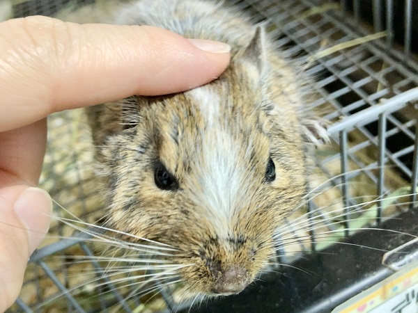 最新画像!デグー(パイド) ずっしりボディの男の子! デグー