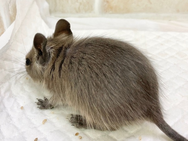 デグー(ブルー) 男の子 びびりさんだけど馴れそうな予感! デグー