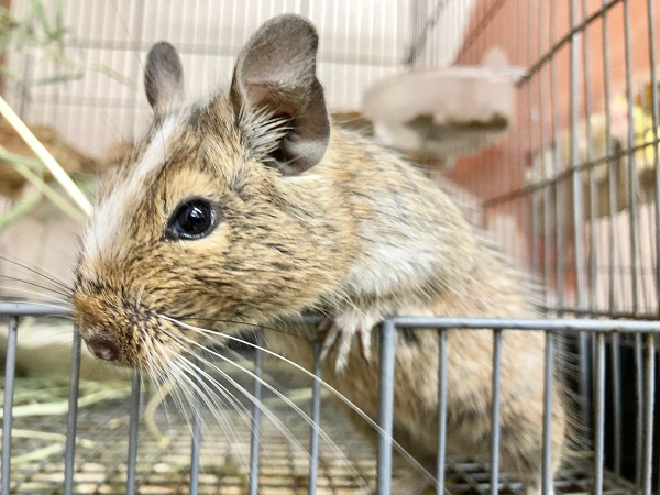 最新画像!デグー(パイド) ずっしりボディの男の子! デグー