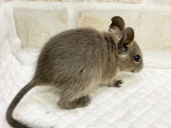 デグー(ブルー) 男の子 びびりさんだけど馴れそうな予感! デグー
