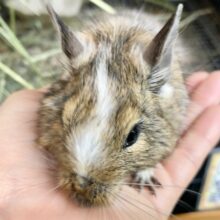 最新画像！デグー（パイド）　ずっしりボディの男の子！