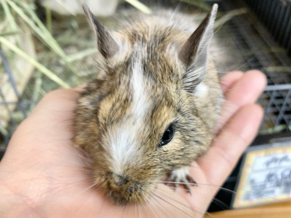 最新画像!デグー(パイド) ずっしりボディの男の子! 最新画像!デグー(パイド) ずっしりボディの男の子!