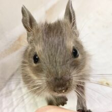 デグー(ブルー) 男の子 びびりさんだけど馴れそうな予感! デグー(ブルー) 男の子 びびりさんだけど馴れそうな予感!