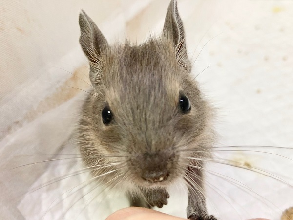 デグー(ブルー) 男の子 びびりさんだけど馴れそうな予感! デグー(ブルー) 男の子 びびりさんだけど馴れそうな予感!
