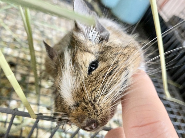 最新画像!デグー(パイド) ずっしりボディの男の子! デグー