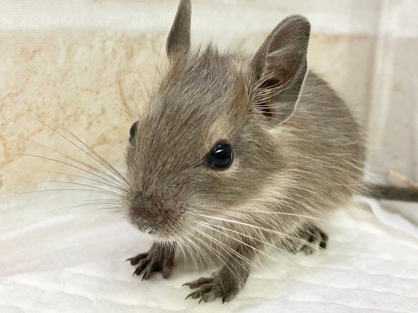 デグー(ブルー) 男の子 びびりさんだけど馴れそうな予感! デグー