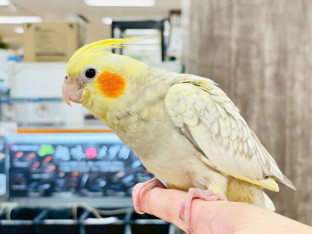 【最新画像】ゴージャスな鱗模様✨️なオカメインコちゃん❣️(シナモンパール)(ヒナ) オカメインコ