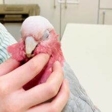 【最新画像更新🪄💫】ピンク色のラブリーボーイ登場🍑✨モモイロインコ（男の子）