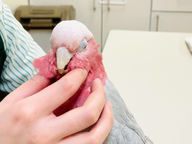 ピンクの鳥 ピンクロビンという丸くて可愛い タスマニアの幸せを呼ぶ鳥🩷