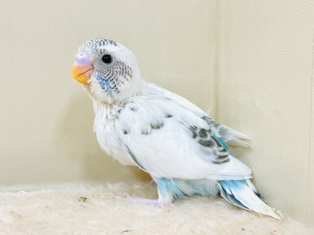 ぴとっ❣️と寄り添い💞セキセイインコちゃん❣️(白ハルクイン)ヒナ セキセイインコ