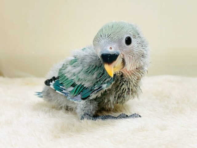 味わい深いブルーチェリー🍒🦋🌧コザクラインコ(ブルーチェリー)ヒナ