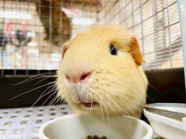 ロシアンモルモット