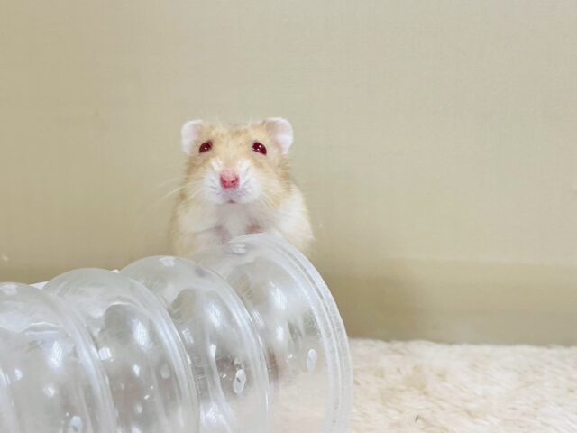 ドワーフハムスターの1種