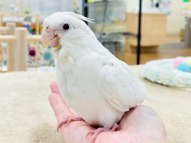 オカメインコ