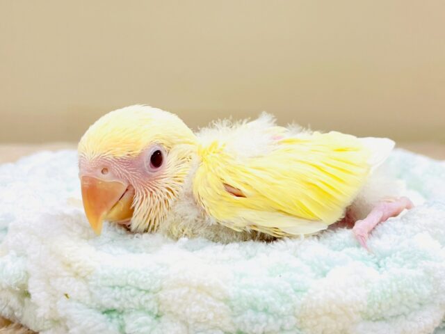 コザクラインコ（小桜インコ）