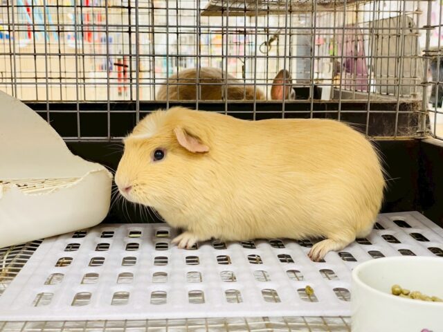 ロシアンモルモット