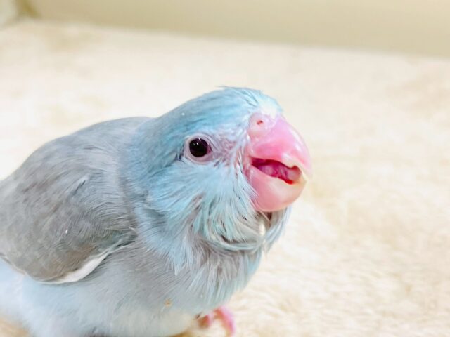 たっぷり優しい雰囲気❣️マメルリハ(ブルーファロー)ヒナ(女の子)