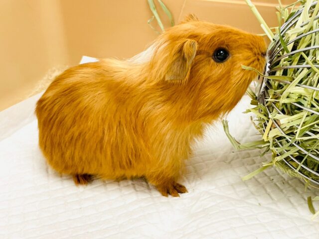イングリッシュモルモット