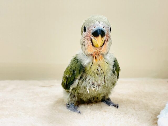 コザクラインコ（小桜インコ）