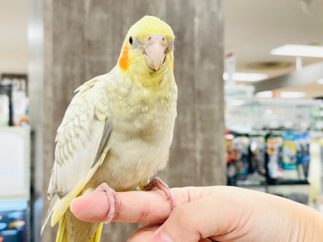 【最新画像】ゴージャスな鱗模様✨️なオカメインコちゃん❣️(シナモンパール)(ヒナ) オカメインコ
