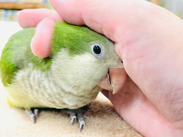 【最新画像】カキカキ時のうっとり顔がたまりません💚オキナインコ(ノーマル) オキナインコ
