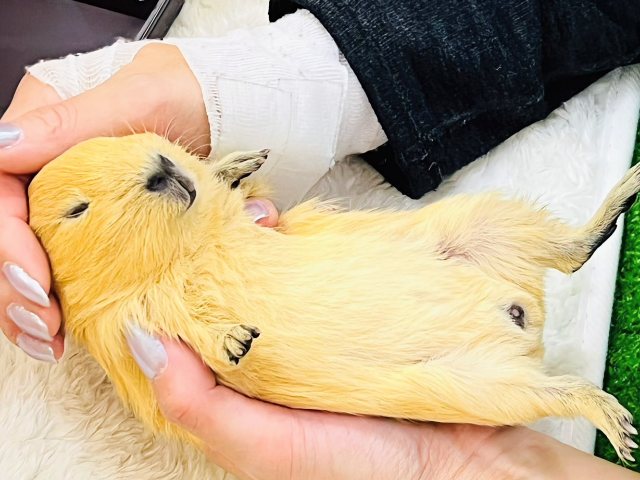 むちむち愛されボディのロシアンモルモット君入荷しました❤️ ロシアンモルモット