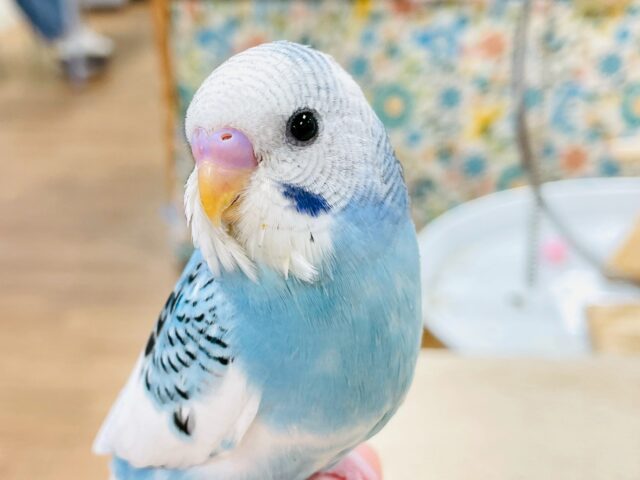 【最新画像】青空のような爽やかカラー🩵セキセイインコ(パイド)ヒナ セキセイインコ