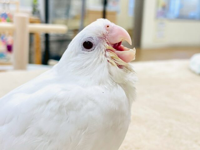 オカメインコ