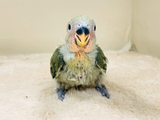 コザクラインコ（小桜インコ）