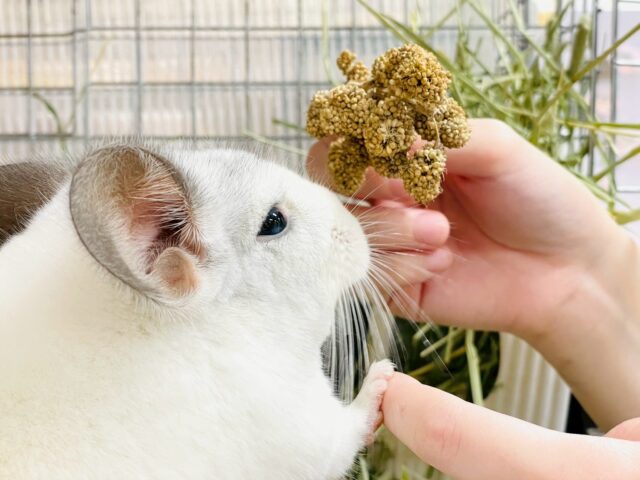 【最新画像更新🪄︎︎✨】可愛さフル稼働❣️もふっとまんまるチンチラちゃん(パイド)女の子 チンチラ