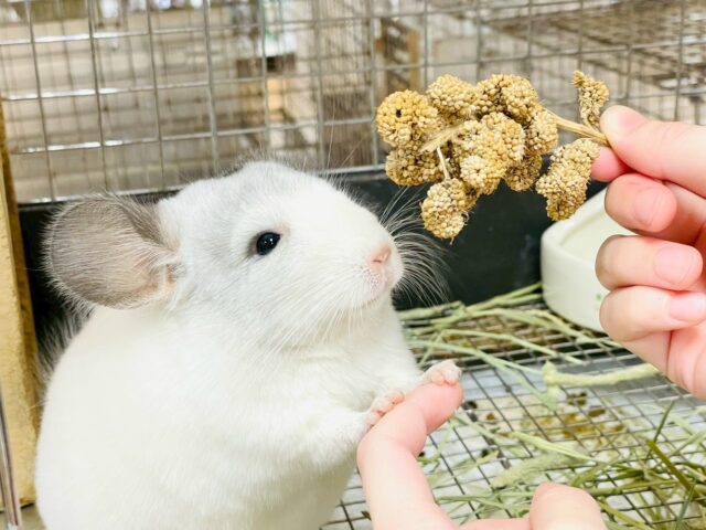 【最新画像更新🪄︎︎✨】可愛さフル稼働❣️もふっとまんまるチンチラちゃん(パイド)女の子 チンチラ