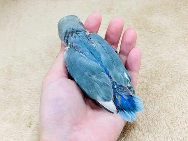 レアで激カワなコザクラインコちゃん❣️(ブルーチェリーパイド)ヒナ コザクラインコ(小桜インコ)