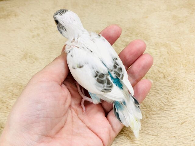 ぴとっ❣️と寄り添い💞セキセイインコちゃん❣️(白ハルクイン)ヒナ セキセイインコ
