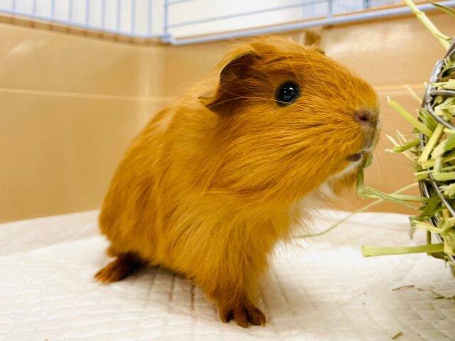 イングリッシュモルモット