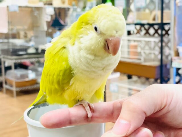 オキナインコ