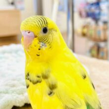 すくすく成長してます❣️☺️セキセイインコ（ハルクイン）ヒナ